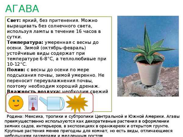 Агава американская: фото и описание, уход за комнатным растением