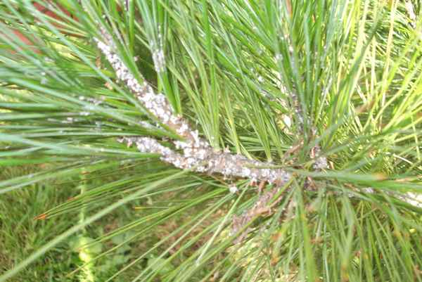 Что делать если на сосне белый налет, и почему нижние ветки отмирают - болезни сосны и их лечение (фото)