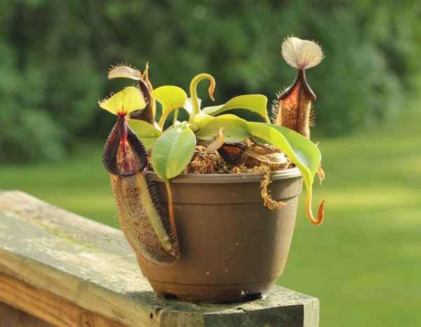 Непентес Аттенборо: уход в домашних условиях, фото, полив, пересадка и размножение