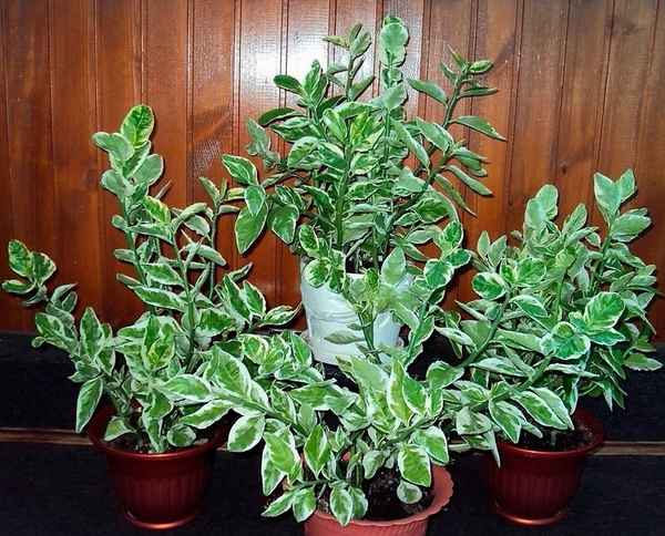 Педилантус: уход в домашних условиях, виды с фото, можно ли держать дома (приметы)