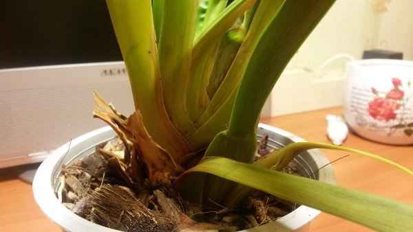 Орхидея мильтония - уход в домашних условиях, пересадка, болезни, фото