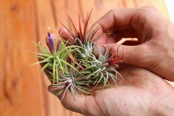 Тилландсия - фото цветка, уход в домашних условиях, полив, пересадка, размножение, болезни и вредители