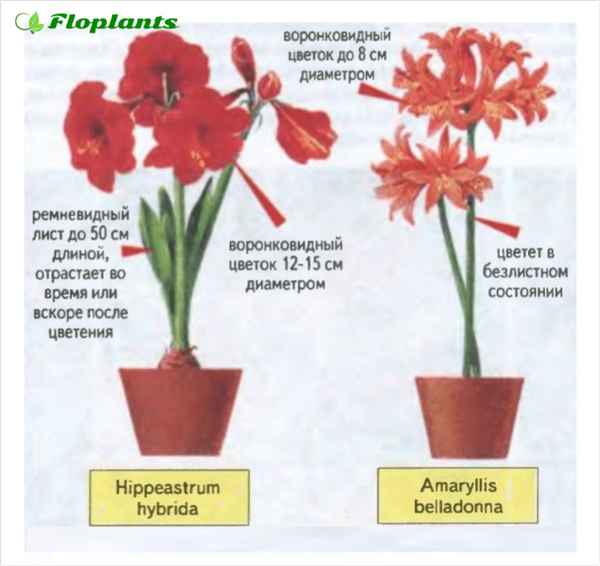 Гиппеаструм и амариллис - различия, фото