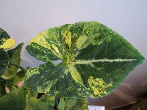 Как вернуть вариегатность сингониуму скрамблед