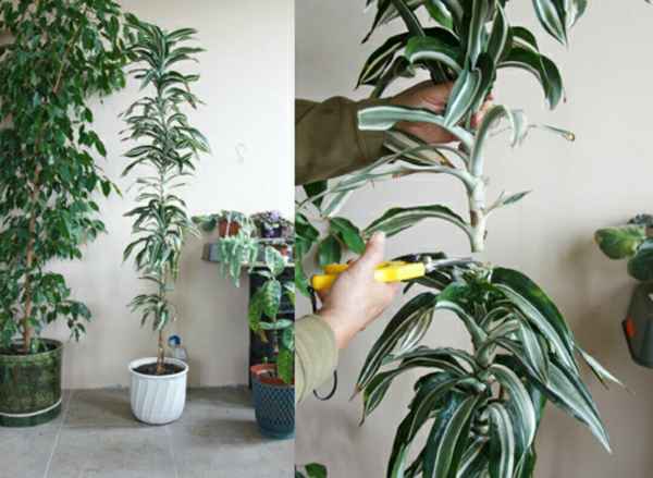 Драцена душистая: особенности ухода в домашних условиях, фото, как обрезать для ветвления и пересаживать