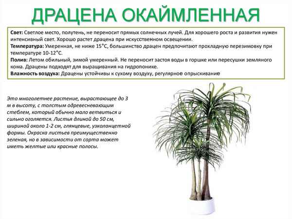 Драцена окаймленная: фото и описание, особенности ухода и размножения в домашних условиях