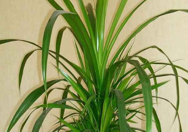 Пандaнyc - фото цветка, уход в домашних условиях, можно ли держать дома