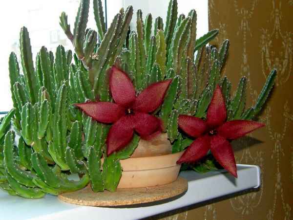 Стапелия - фото, уход в домашних условиях