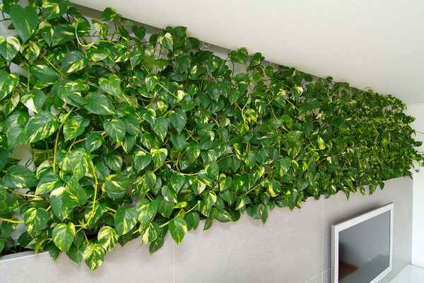 Сциндапсус - уход в домашних условиях, фото, виды и сорта, приметы и суеверия