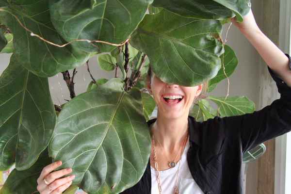 Лировидный фикус (Лирата): уход и размножение в домашних условиях, фото