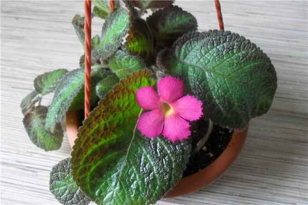 Эписция - уход в домашних условиях, фото цветка, сорта с названиями