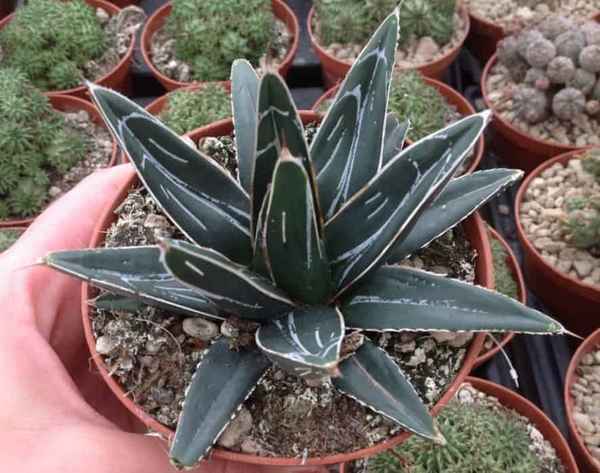 Агава - уход за растением в домашних условиях, фото