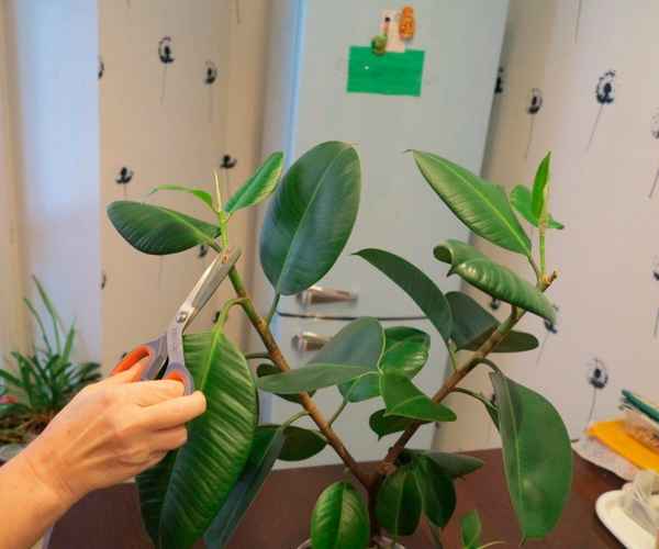 Фикус каучуконосный: уход в домашних условиях, обрезка и размножение, формирование, фото