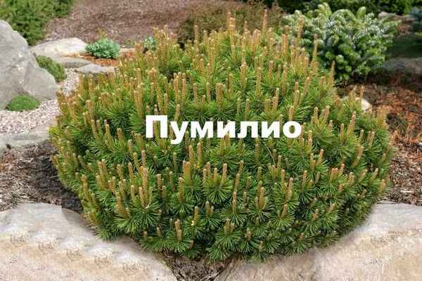 Горная сосна Пумилио: посадка и уход, фото и описание, место в ландшафтном дизайне