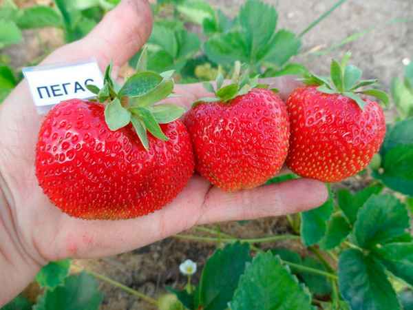 Лучшие сорта клубники средней полосы России: отзывы и описания