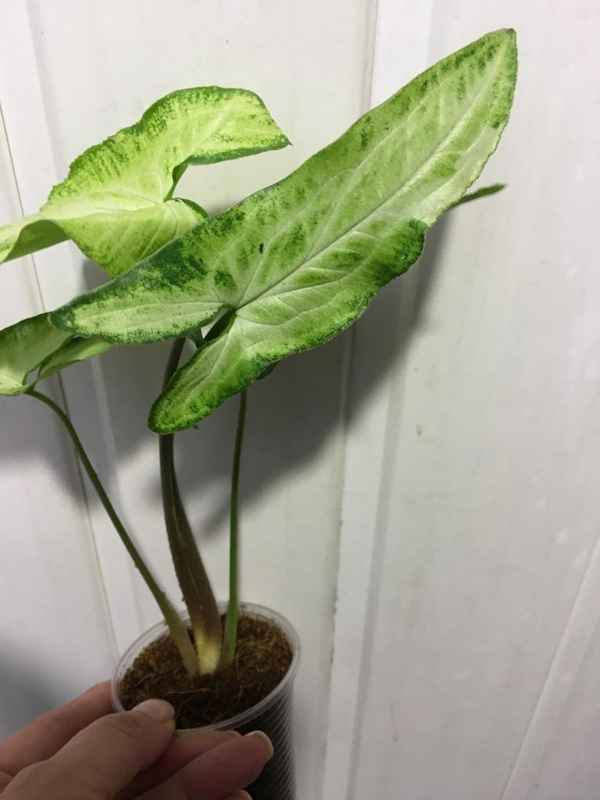 Сингониум - уход в домашних условиях, виды и фото, можно ли держать дома