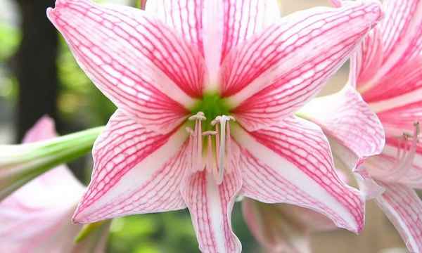 Гиппеаструм - фото цветка, уход в домашних условиях, приметы и суеверия