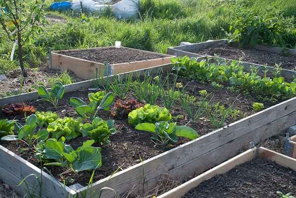 Прогоняем с огорода скуку: 10 оригинальных идей по организации грядок