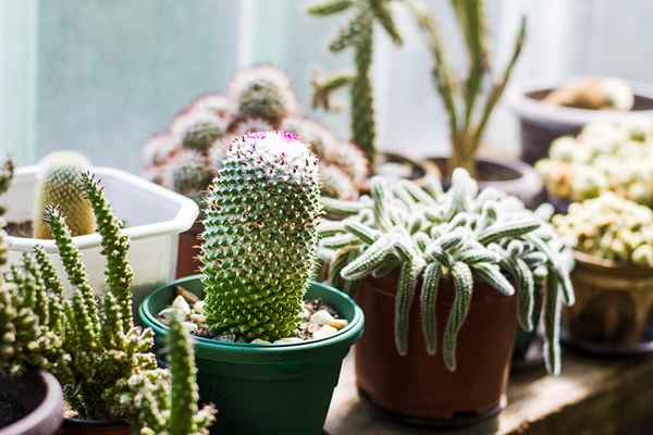 Причудливые кактусы для вашего подоконника. ТОП 10 видов