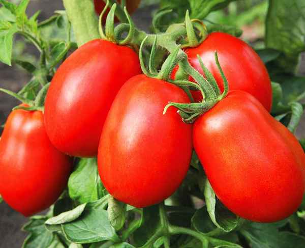 Помидоры Дюшес F1: описание и хаpaктеристики сорта, отзывы, фото