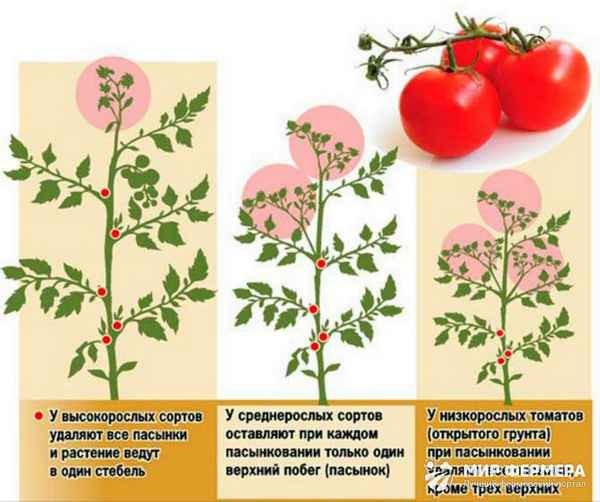 Как пасынковать помидоры в открытом грунте: схема, инструкция, пошаговое видео