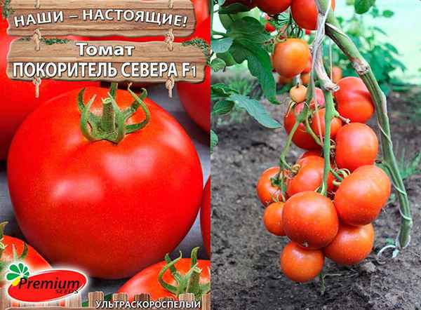 Томат Покоритель севера F1: описание, урожайность сорта, отзыв, фото