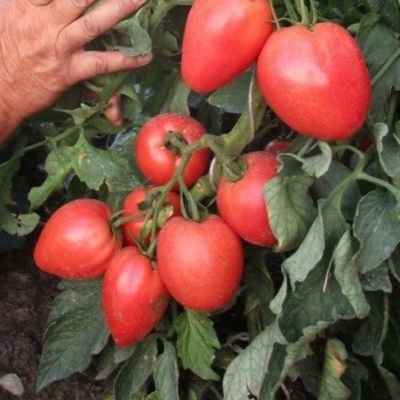 Томат Бонапарт F1: хаpaктеристика и описание сорта, отзывы, фото