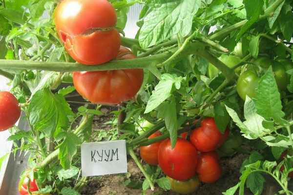 Томат Куум: описание и хаpaктеристика сорта, фото, отзывы