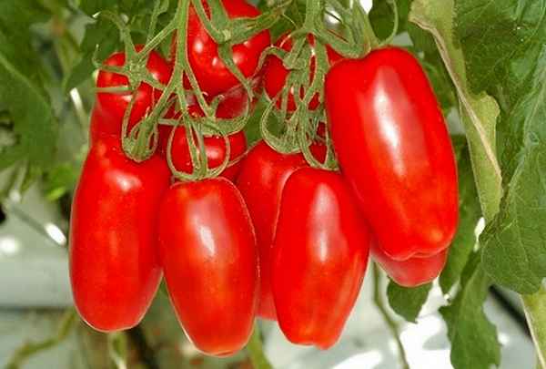 Томат Гаспачо: описание и хаpaктеристика сорта, отзывы, фото