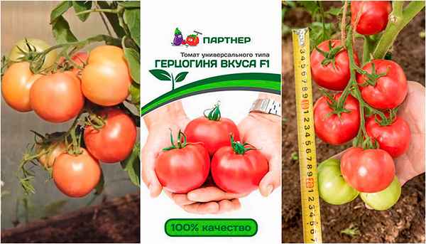 Томат Герцогиня вкуса F1: хаpaктеристика сорта, фото, отзыв