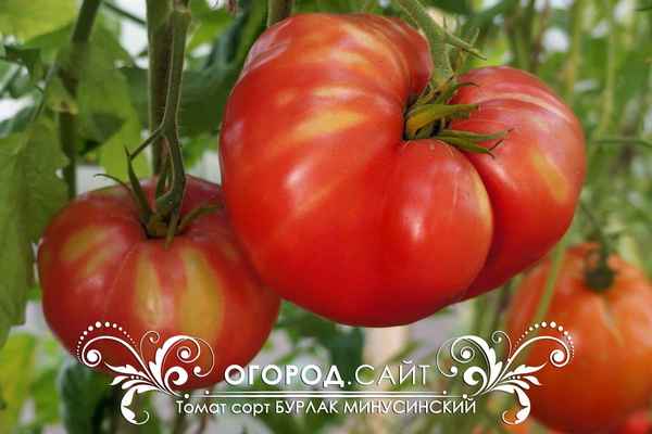 Томат Бурлак f1: описание и хаpaктеристика сорта