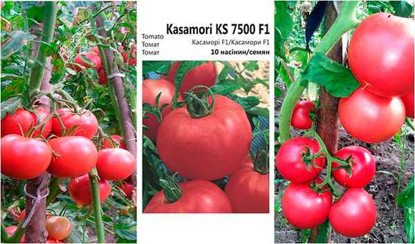 Томат Касамори f1: отзывы, фото, урожайность