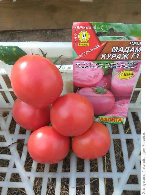 Томат Мадам Кураж F1: хаpaктеристика и описание сорта, отзывы