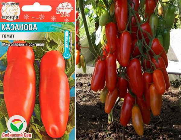 Томат Казанова: хаpaктеристика и описание сорта, отзывы, фото