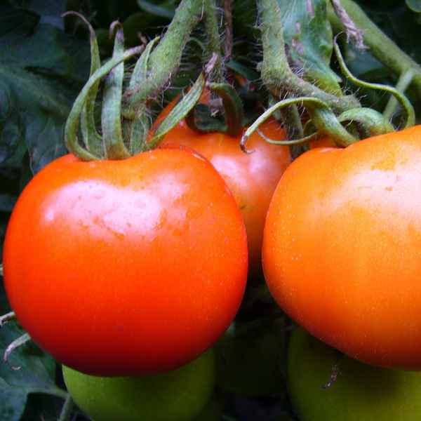 Томат Метелица: описание и хаpaктеристика, отзывы