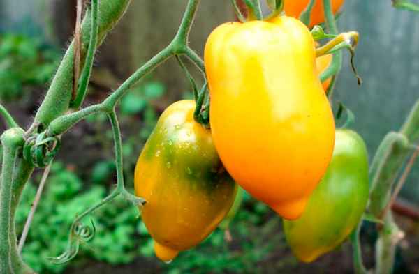 Томат Манго Джанго: описание сорта, отзывы, фото, урожайность