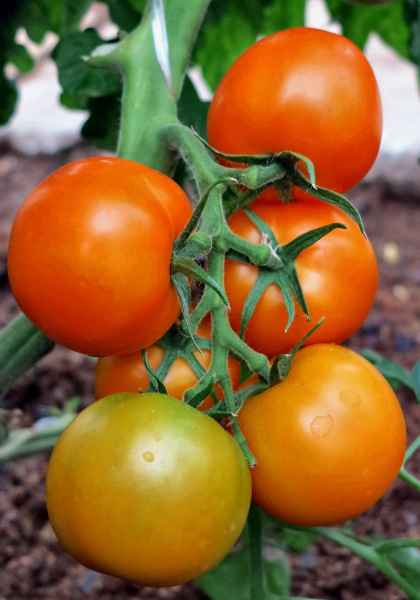 Томат Наслаждение F1: хаpaктеристика сорта, фото, отзыв