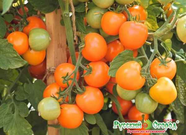Томат Оранжевый земледелец F1: хаpaктеристика сорта, фото, отзыв