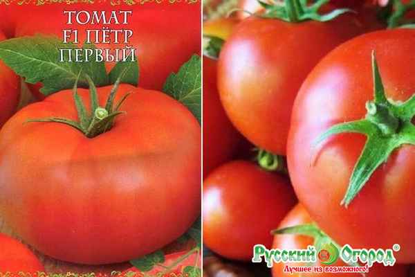 Томат Петр первый F1: хаpaктеристика сорта, фото, отзыв
