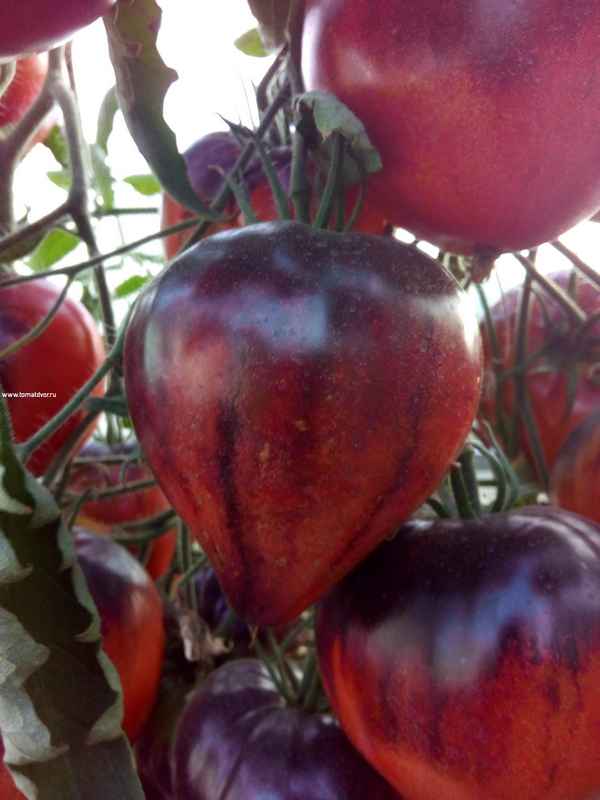 Томат Сержант Пеппер: хаpaктеристика сорта, фото, отзыв