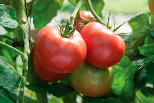 Томат Розовый царь F1: хаpaктеристика сорта, отзыв, фото