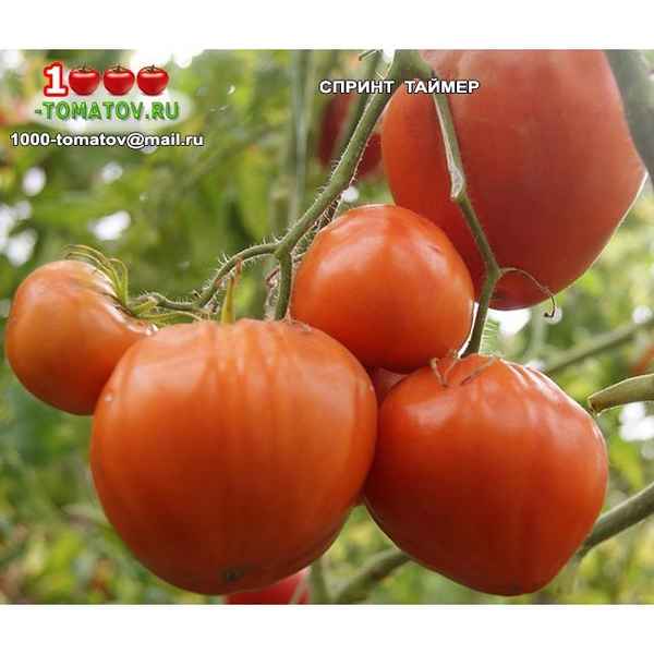 Томат Спринт Таймер: хаpaктеристика сорта, отзывы, фото