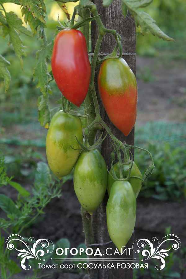 Томат Сосулька розовая: описание, отзывы, фото, урожайность