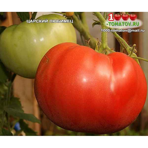 Томат Царский любимец: хаpaктеристика сорта, фото, отзывы