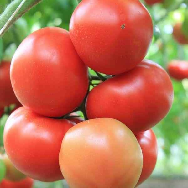 Томат Агилис F1: описание и хаpaктеристика сорта, отзывы, фото