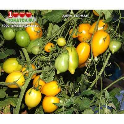 Томат Анна Герман: описание и хаpaктеристика сорта, отзывы, фото