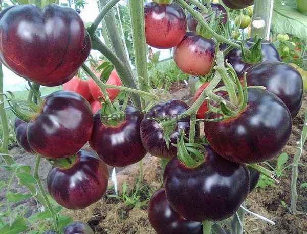 Томат Аметистовая драгоценность: описание сорта, отзывы, фото