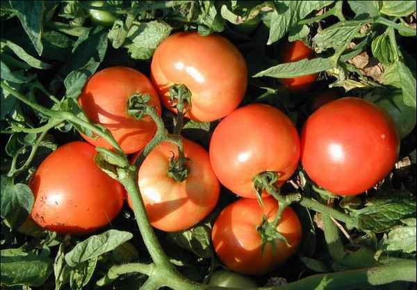 Томат Багира F1: описание и хаpaктеристика сорта, фото, отзывы