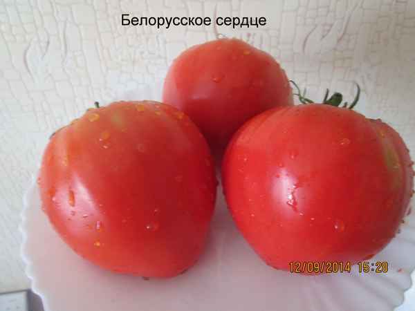 Томат Белорусское сердце: описание сорта, урожайность, фото
