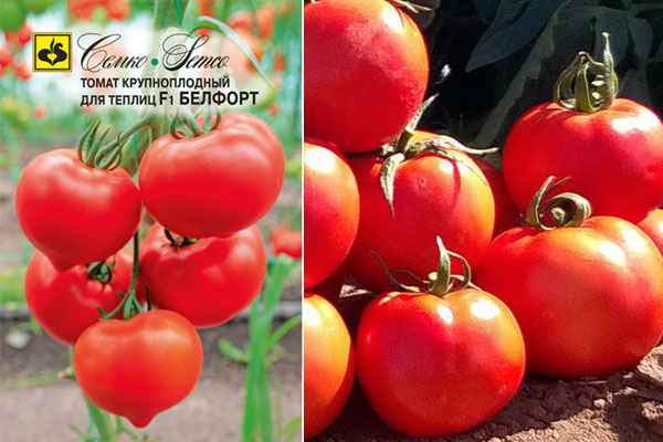 Томат Белфорт F1: описание сорта, отзывы, фото, урожайность